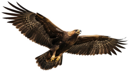 Isolated golden eagle soaring with wings outstretched, a magnificent avian creature