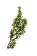 Yew tree leaf sprig used in alternative herbal medicine on white background. Natural remedy for pain relief, immune system support, is anti-inflammatory.