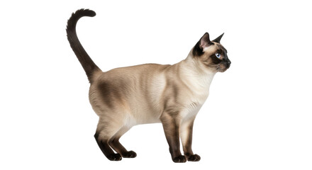 Isolated purebred Siamese cat with blue eyes standing in studio looking alert and interested