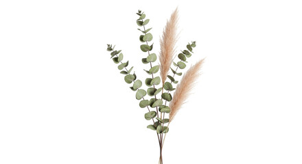 Isolated dried eucalyptus and pampas grass, decorative bunch, floral decoration, dry plants © Maria