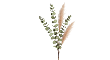 Isolated dried eucalyptus and pampas grass, decorative bunch, floral decoration, dry plants
