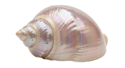 Isolated iridescent shell, close-up marine object, ocean souvenir, pink-tinted conch