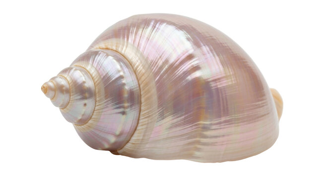 Isolated iridescent shell, close-up marine object, ocean souvenir, pink-tinted conch
