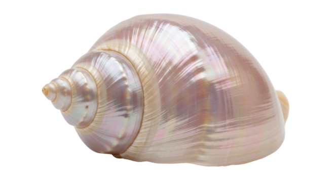 Isolated iridescent shell, close-up marine object, ocean souvenir, pink-tinted conch