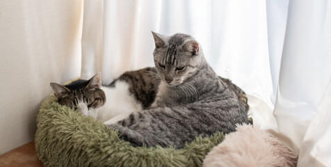 窓辺でくつろぐ二匹の猫