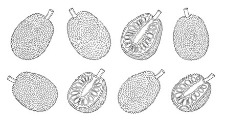 Detailed line drawing illustrations of human testicles in various views © iconworld