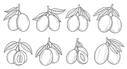 Collection of hand drawn plum illustrations with leaves and stems