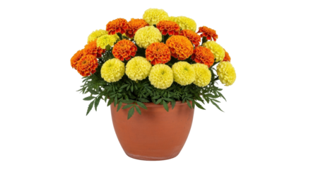 Isolated pot of mixed marigold flowers in yellow and orange, lovely potted summer plants
