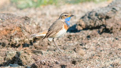 robin on the ground