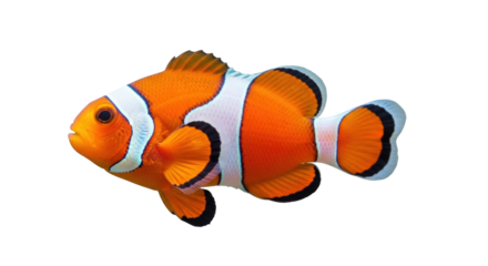 Isolated orange clownfish on display in a bright photo, cute, bright colors, swimming