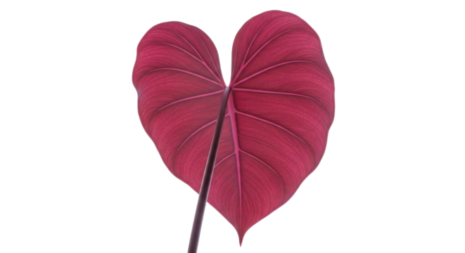 Isolated Heart-Shaped Red Leaf Showing Veins, Perfect for Botanical and Valentine's Designs