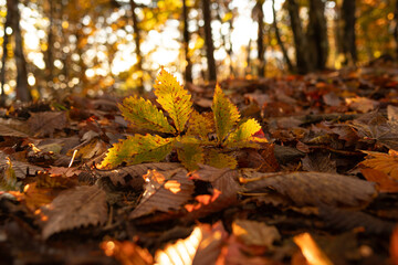 美しい紅葉の森を歩く
