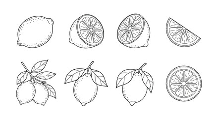 Hand drawn sketch collection of lemons and lemon slices