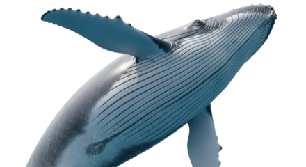 Isolated Humpback Whale with a Dark Eye and Light Blue Skin Floating at an Angle