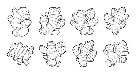 Collection of hand drawn ginger root illustrations in black and white