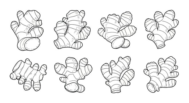 Collection of hand drawn ginger root illustrations in black and white