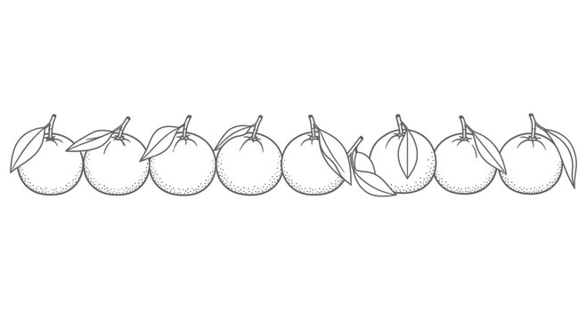 Hand drawn line of oranges with leaves in black and white sketch style