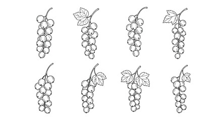 Fototapeta premium Collection of hand drawn grape clusters in sketch style