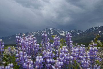 Obraz premium Lupine flowers in Alaska