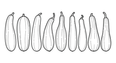 Collection of hand drawn zucchini and squash varieties in sketch style