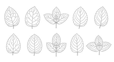 Collection of hand drawn botanical leaf illustrations in black and white