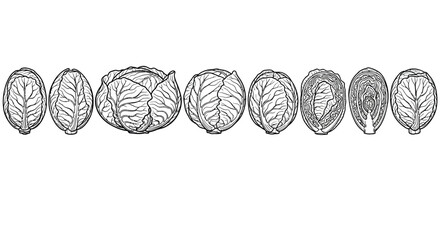 Line drawing of a cabbage and several hop cones in a row