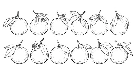 Collection of hand drawn citrus fruits with leaves in black and white outline