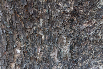 The rough skin of Chamchuri tree