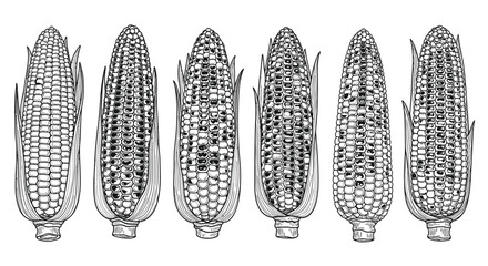 Six ears of corn lined up in a row in a detailed black and white illustration