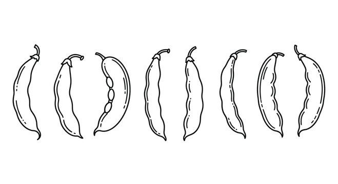 Hand drawn line art illustration of green beans in a row