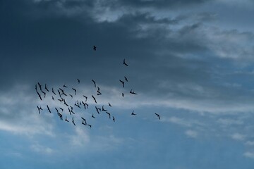 flock of birds