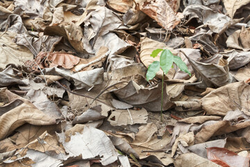 Many leaves fall on the floor.