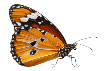 Monarch butterfly isolated on transparent background