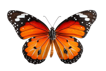 Exotic butterfly isolated on transparent background