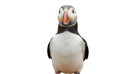 Isolated Atlantic Puffin, standing upright and looking at the camera with its colorful beak