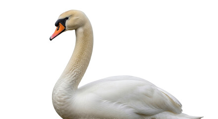 Isolated mute swan bird, graceful white plumage, orange bill with black base, elegance