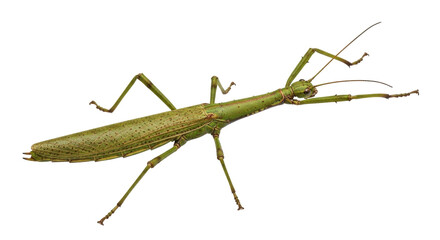 Isolated Stick Insect, a large green phasmid, facing right, with long legs and antennae