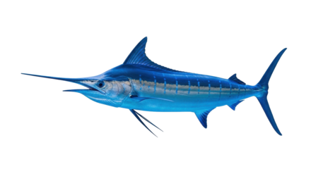 Isolated marlin with long bill and fins, swimming in a studio shot presentation angle