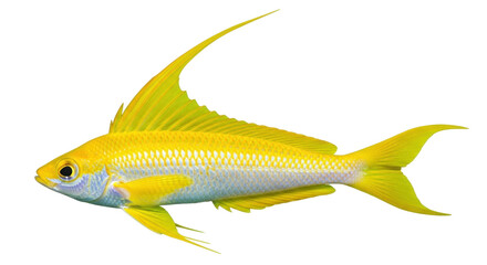 Fototapeta premium Isolated Yellow Longfin Anthias swimming, attractive saltwater fish, underwater aquatic life