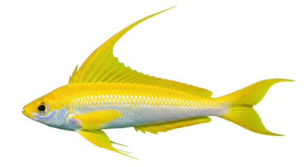 Isolated Yellow Longfin Anthias swimming, attractive saltwater fish, underwater aquatic life