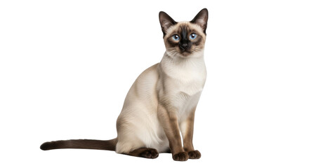 Isolated, elegant purebred Siamese cat sitting up posing for portrait in studio with no backdrop © Natalia