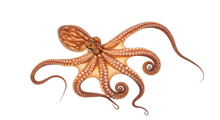 Isolated Common Octopus; a beautiful, intelligent marine animal found in tropical waters