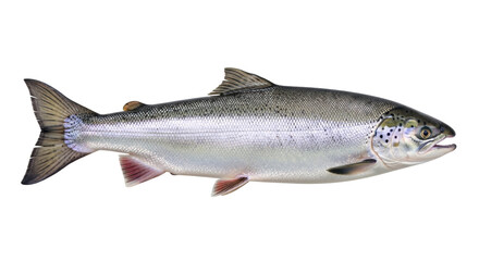 Isolated silvery-scaled Salmon fish with distinctive black spots and streamlined form, studio shot
