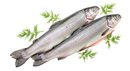 Isolated pair of fresh trout with herbs, ready for the grill or the oven, healthy eating