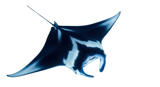 Isolated manta ray swims underwater ocean animal marine wildlife with graceful movements