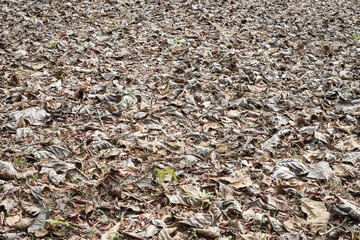 The leaves fell on the floor.