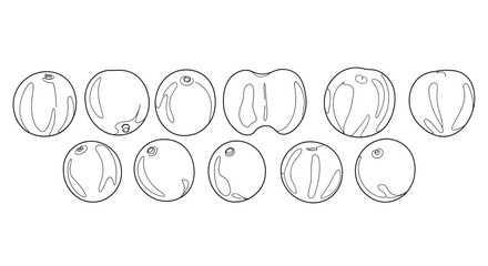 Collection of hand drawn oval shapes and seeds in a sketch style