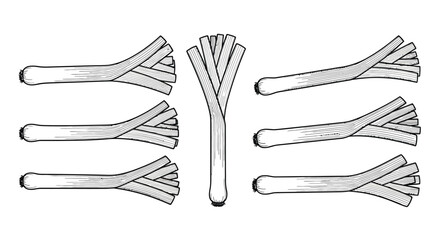 Hand drawn illustration of leeks in a botanical sketch style