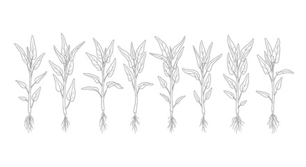 Line art illustration of various plants with roots and leaves