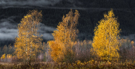 Golden birch trees glowing in moody autumn forest against dark misty mountain background fine art nature photography fall foliage landscape atmospheric woodland scene serenity and resilience quiet